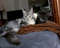 Muffhyms Maine Coons King and Queen
