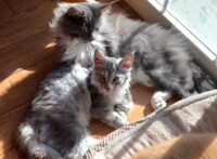 Muffhyms Maine Coon King and Queen