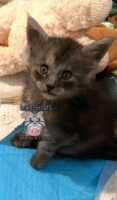 Available female maine coon kitten