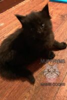 Available Maine Coon Kitten CA