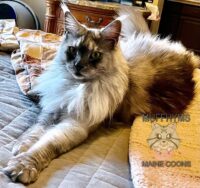 Available Maine Coon Kittens CA